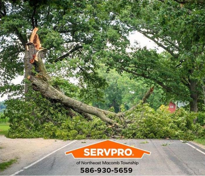 A tree fallen in middle of a road after stomr.Photo Caption: We mitigate and restore storm damage 24 hours a day in Macomb Co